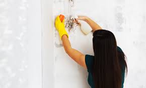 Mold Removal